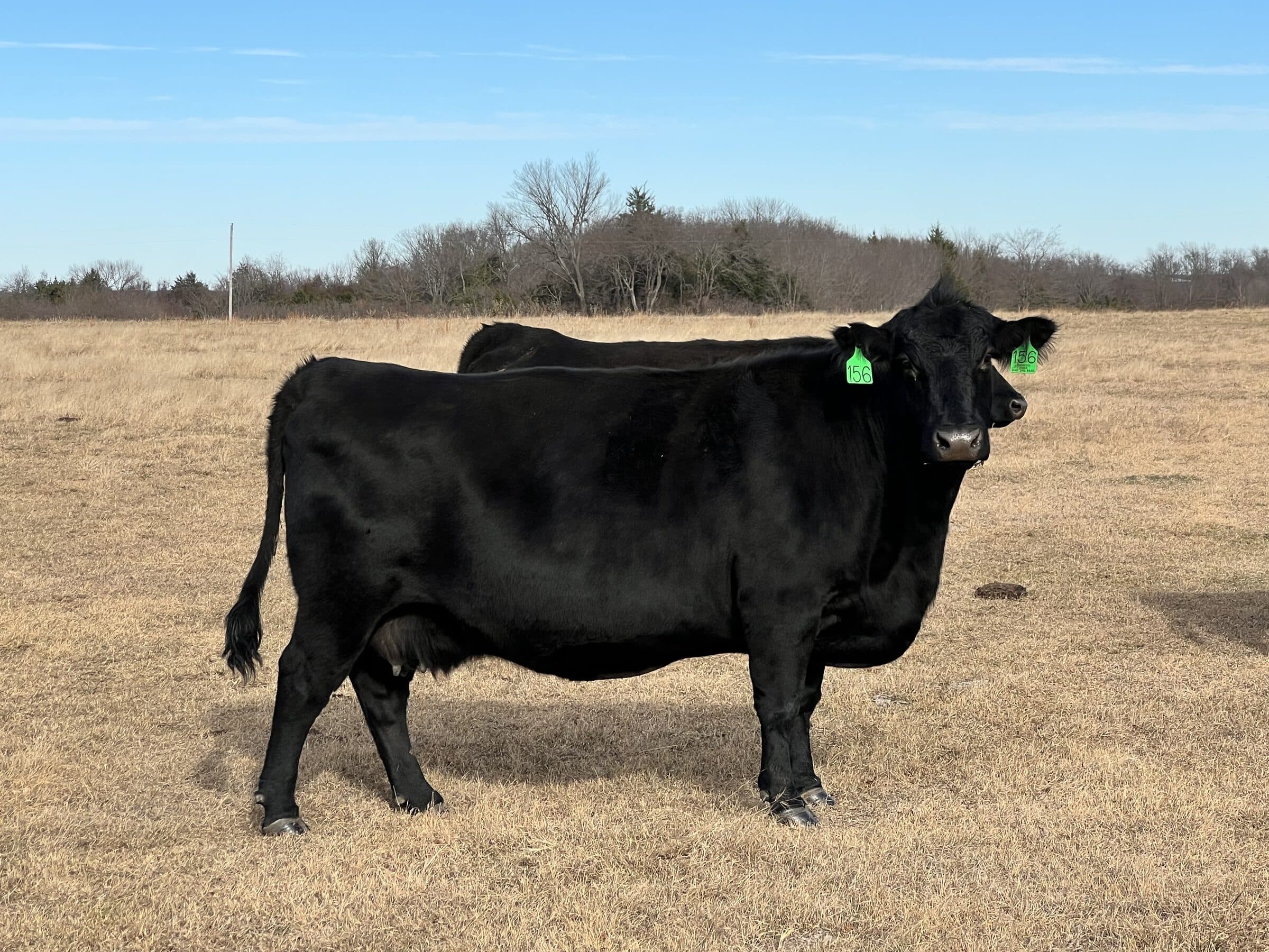 MSC Alice of 720 156, foundation cow of the Birdsong Angus herd