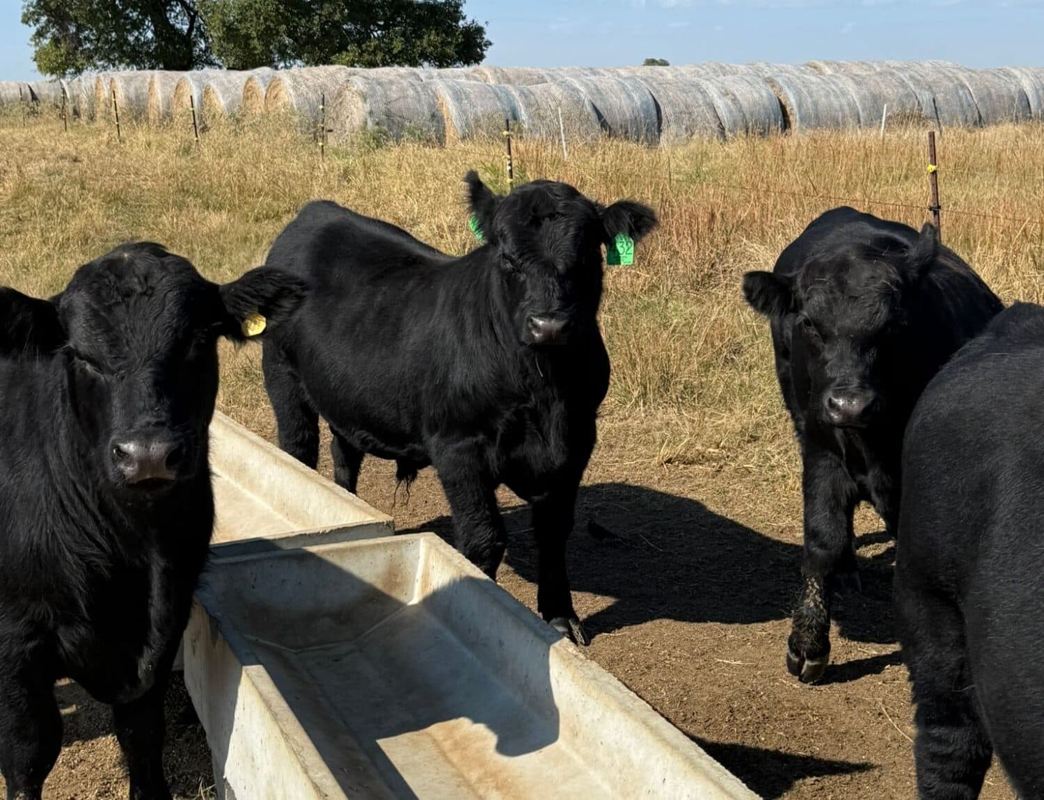 Birdsong Angus bulls at the feed trough on development