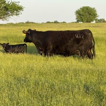 Birdsong Angus cow with calf at side in tall spring grass