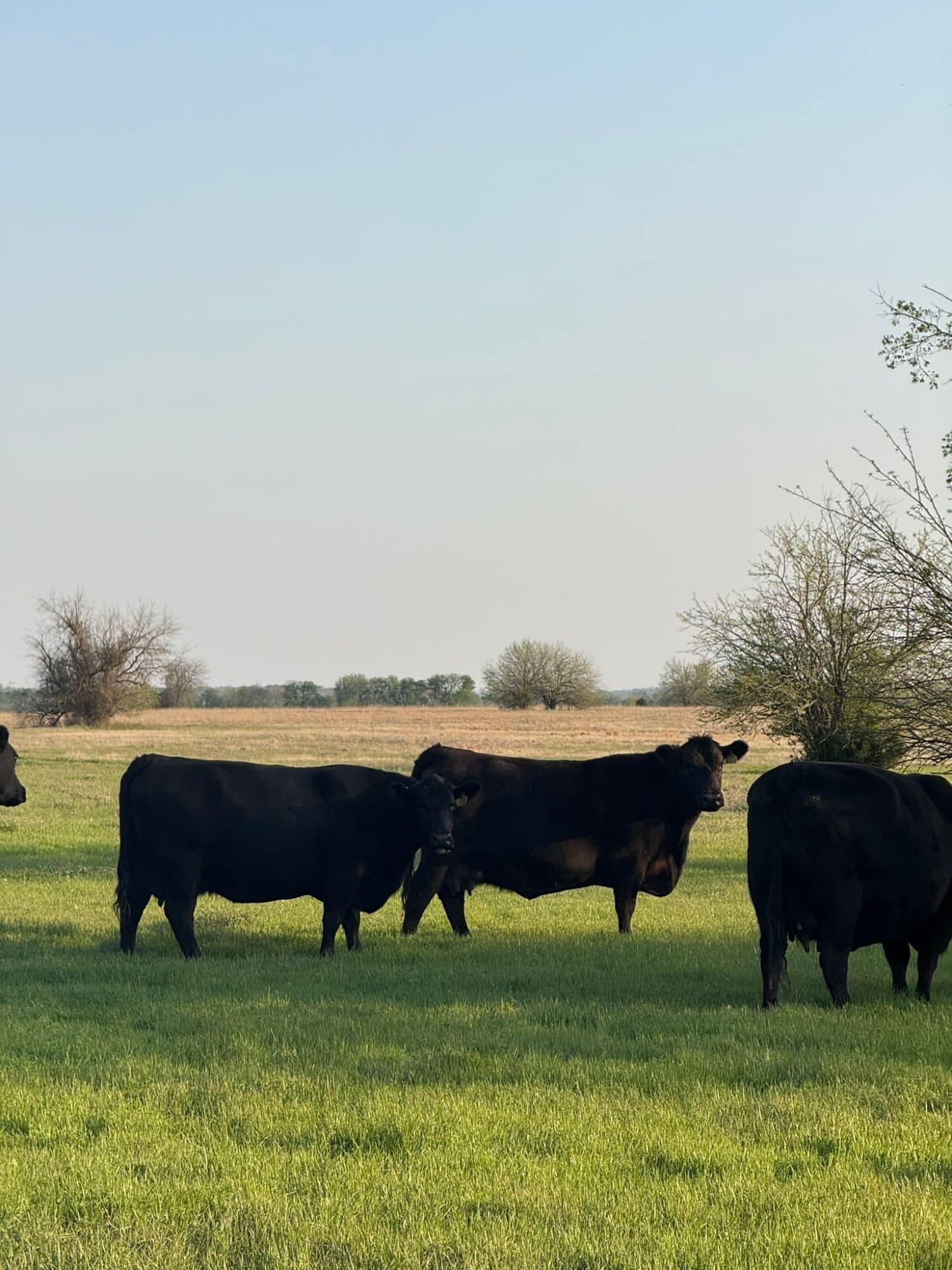 Birdsong Angus cows on spring grass in Bryan County, Oklahoma