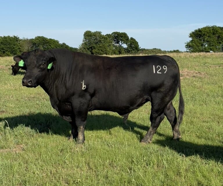 Birdsong Right Time 129, herd sire, side profile on pasture