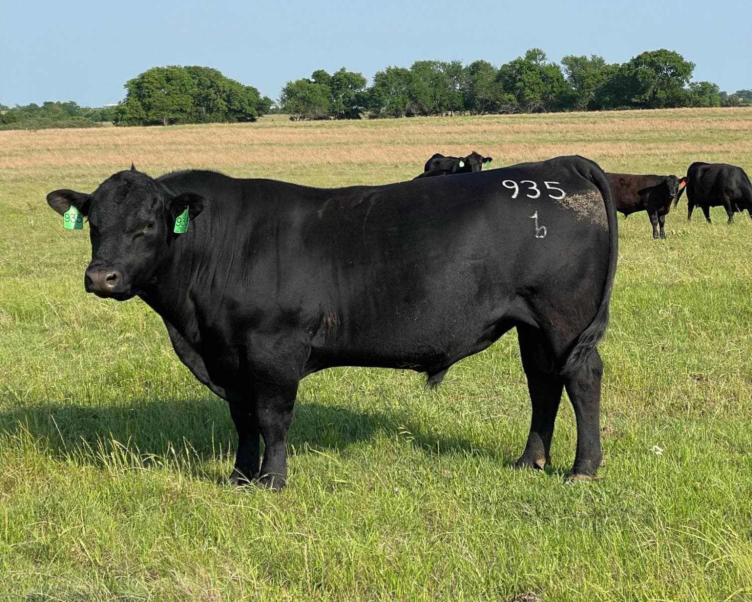 Birdsong bull 935 on green pasture with the herd behind him