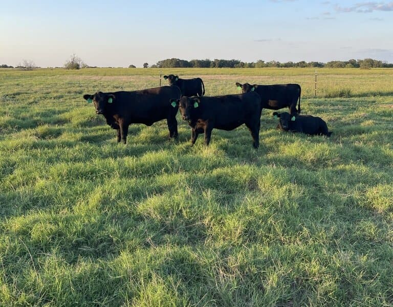 Retained Birdsong Angus heifer calves on summer pasture